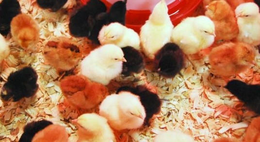does tractor supply only sell chicks in the spring