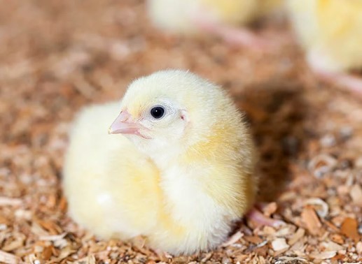 what is the best time to pick up baby chicks